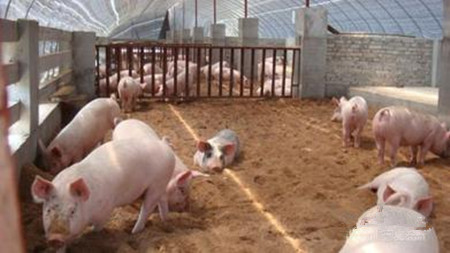 万头猪场场长总结的17条养猪管理经验，很有用！
