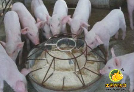 如何选择猪饲料原料？
