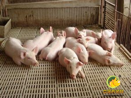 猪饲养管理中应灵活运用猪饲养标准