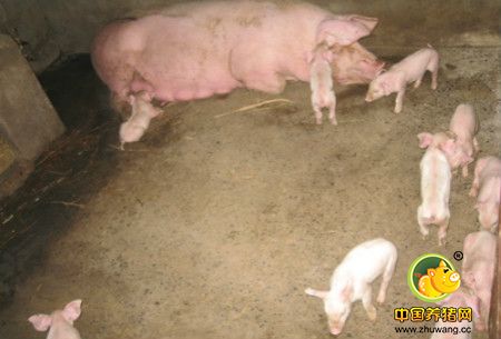 猪饲养安全要点，养猪饲养安全要做好