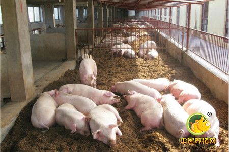 猪饲料在储存和运输中要防止被污染