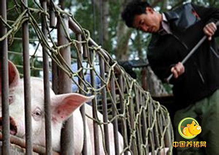 南京农妇养猪致富 2千元起家做到年销售80万元
