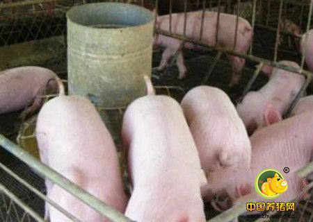 猪饲料配制的基本原则，自配猪饲料要注意的事项