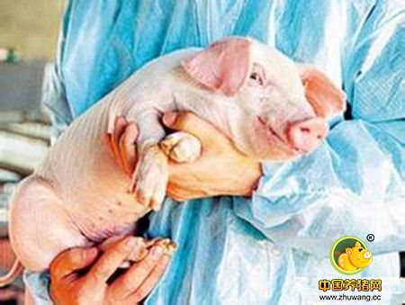养猪对症治疗与对因治疗有哪些不同？？？