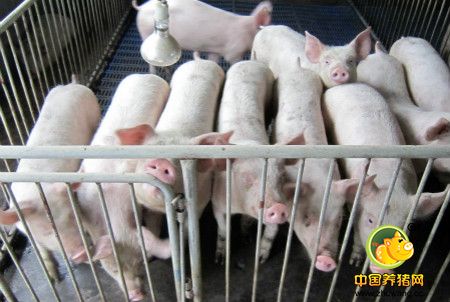 抗菌肽在养猪生产中的应用