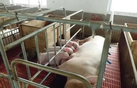 规模养猪场管理要将心比心形成向心力