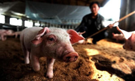 “保暖与促长”是猪场管理的技术要点