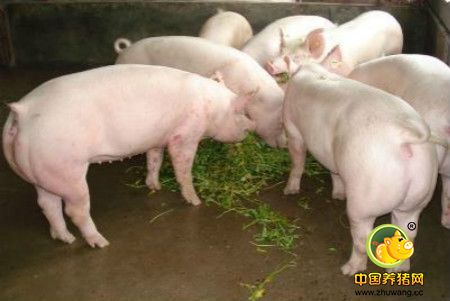 半胱胺对肥育猪后期生长性能的影响