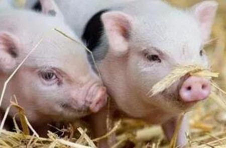 仔猪寄养的四种方法，仔猪失乳要及时寄养
