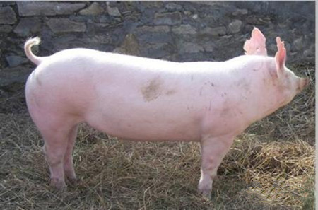 种猪淘汰标准，哪些种猪应及时淘汰