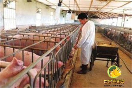 养猪户如何管理养猪场产房，规模化猪场产房细节管理