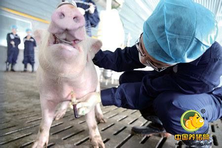 从兽医角度谈猪场管理的5个新观点