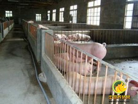 什么是无公害猪呢？它的猪舍环境和饲养管理又有哪些要求呢？