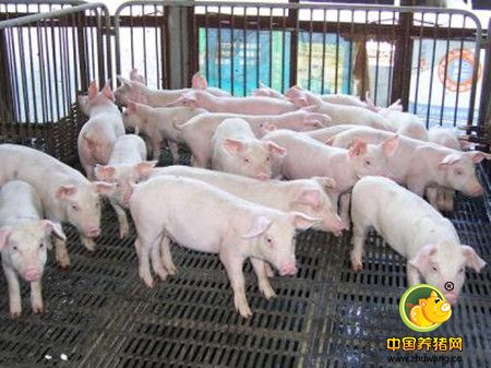 秋冬季节如何降低猪的应激保住猪场利润