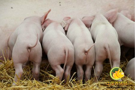 猪所需要的营养素有哪些？