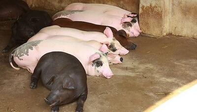 养殖户：猪价下跌趋稳，清栏也快了 