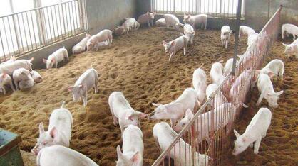 中国2016年进口300万吨法国猪肉 拯救了法国养猪业！