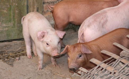  猪病越来越多越来越难治疗，究竟其原因是什么？