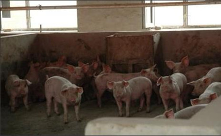 春季猪舍气候环境管理与疫病防控