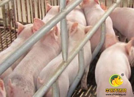 母猪排卵和产仔数量的方法