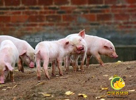 猪饲料处理四种方法