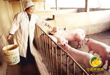猪饲料科学利用饲喂法