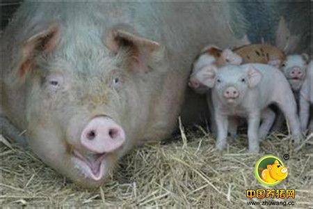农家母猪舍的冬季保暖方法