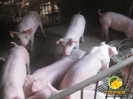 规模猪场保育猪的调教方法