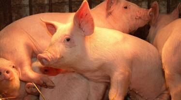 猪价逐步止跌准备反弹，养殖户需保持出栏节奏