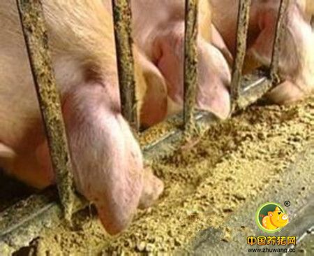 猪饲料中使用的主要原料包括哪些?