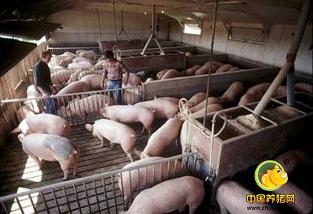 养猪中节约饲料的方法