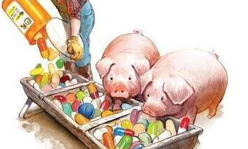 农业部要对抗生素滥用开刀了！启动猪场细菌耐药性监测计划