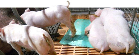 猪流行性腹泻的传播途径及防控策略