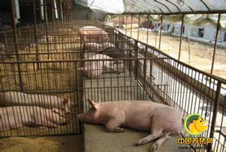 发酵床养猪的猪舍建造，发酵床养猪中的垫料配方