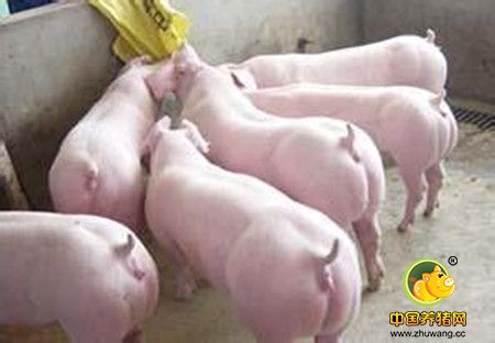 解析猪育种的八大错误观念