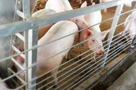 光照水平对母猪繁殖有什么影响？