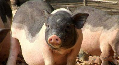 养殖业迎来重大发展契机，未来养猪可能只赚不赔