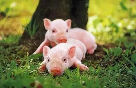 春季养猪长得快，如何把握好时机！
