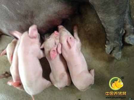 哺乳仔猪死亡的原因，如何降低产房仔猪死亡？