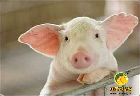 养猪不能一味传统，与时俱进才能创效益，生猪养殖的注意事项