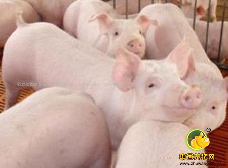 十种常用的猪饲料添加剂介绍