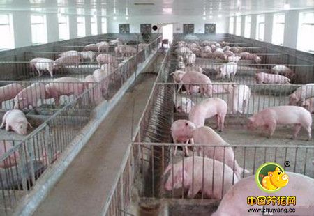 养猪户对饲料质量的5个误解