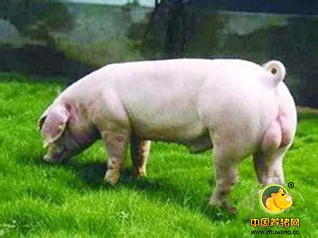 饲料甲酸钙预防母猪热应激