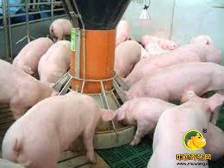 饲料营养水平和猪生长的关系