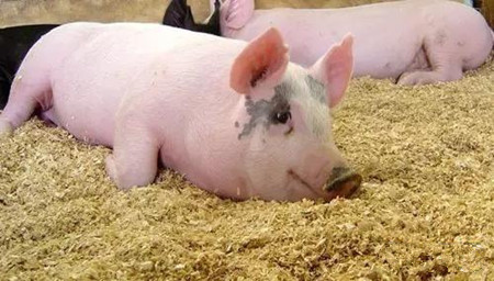 技术实力派图说论道—毒素堆积对猪只的危害与表现