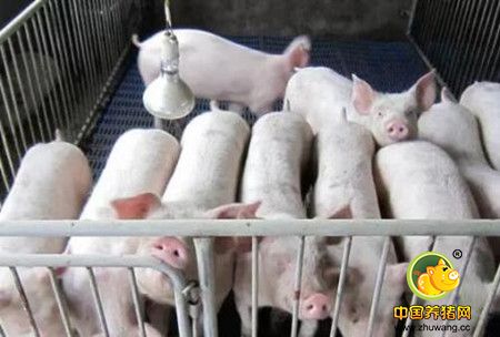 养猪场中的恶臭及其控制措施