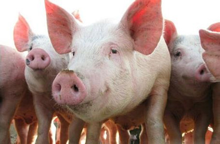 养猪致富秘籍：猪生长发育的三个阶段