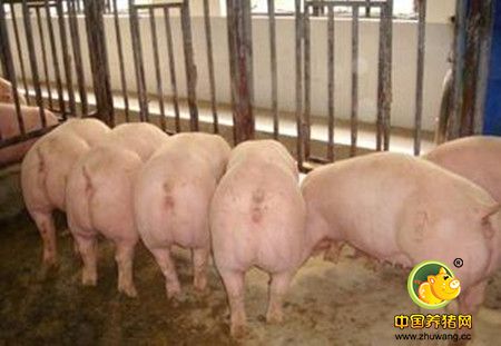 如何提高猪繁殖力