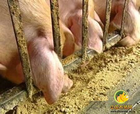 调制猪饲料的五个误区与玉米喂猪的注意事项
