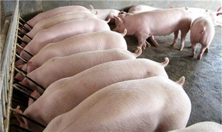 豆渣发酵养猪技术